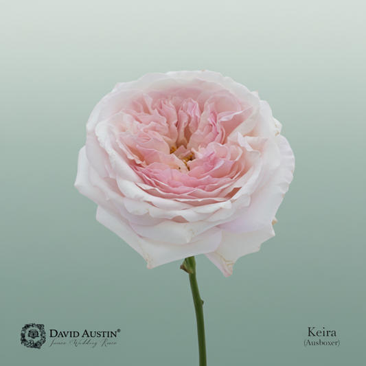 Rose Garden Garden Austin Rose