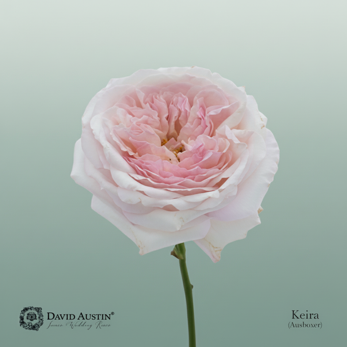 Rose - Rosa - Large Flowered
