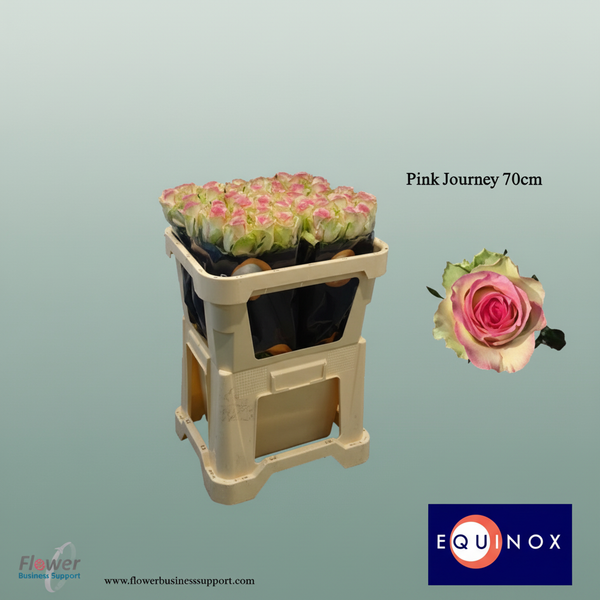 Rose - Rosa - Pink Journey