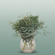 Eucalyptus Nicollii