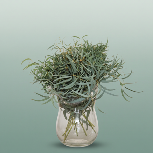 Eucalyptus Nicollii
