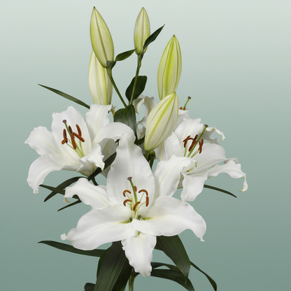 Lily White Wholesalers Choice