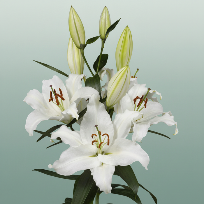 White Lily - Lilium (Oriental Group)