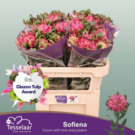 Alstroemeria Fash Sofiena