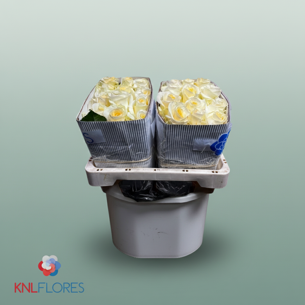 Rose Eq Creme De La Cre