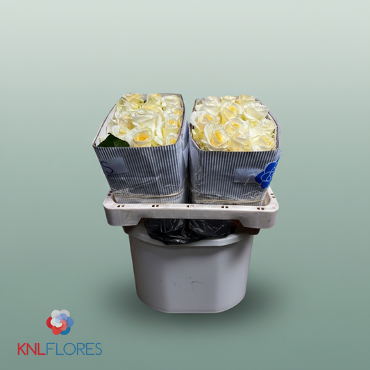 Rose Eq Creme De La Cre