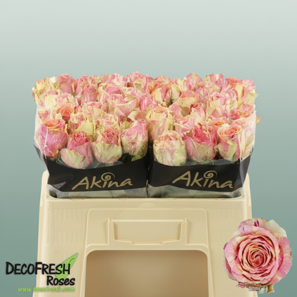 Rose Fiesta – All Occasions Wholesale