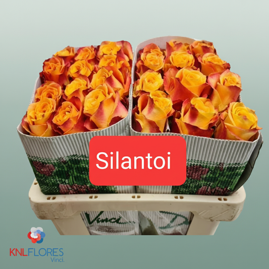 Rose Eq Silantoi