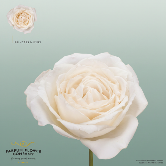 Rose Garden Garden Princes Miyuki