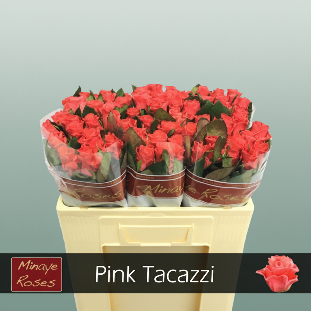 Rose Pink Tacazzi