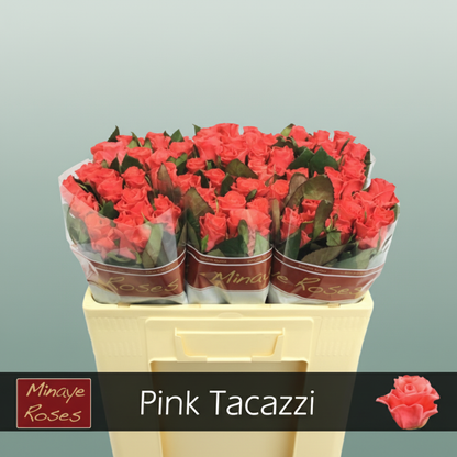 Rose Pink Tacazzi