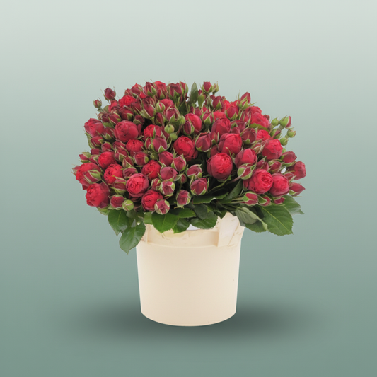 Spray Rose Piano Freiland