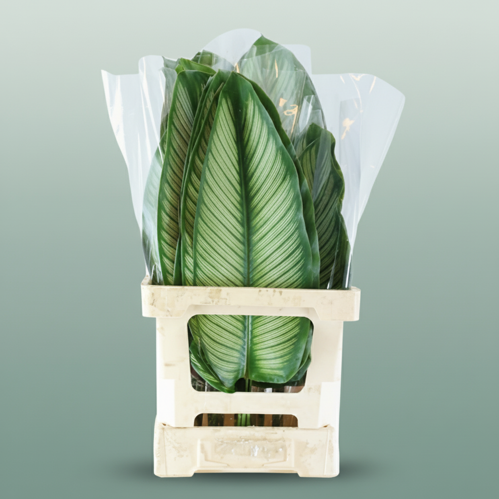 Calathea White Star