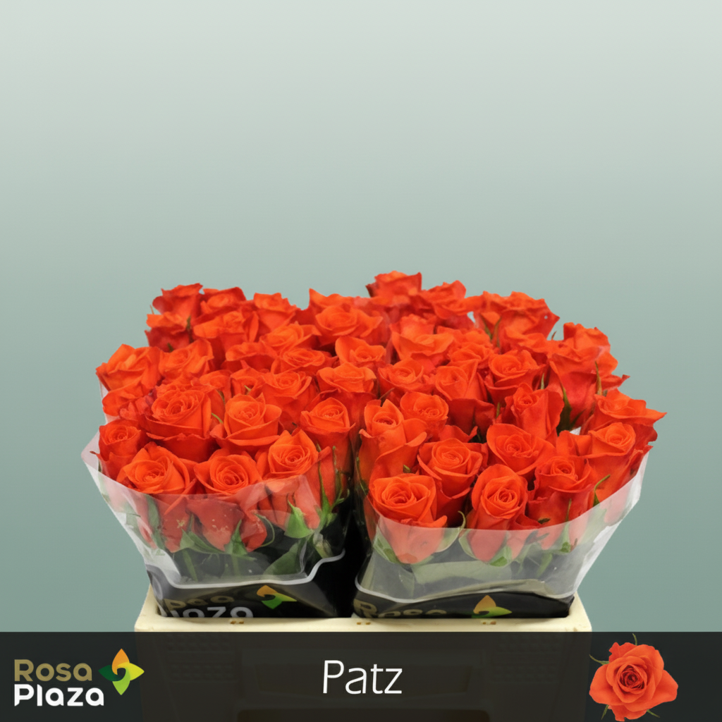 Rose - Rosa - Patz