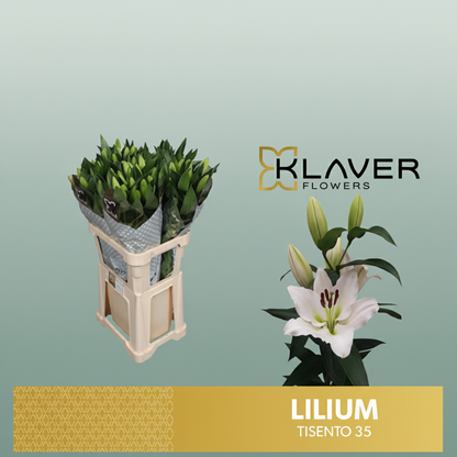 Lily - Lilium - Tisento