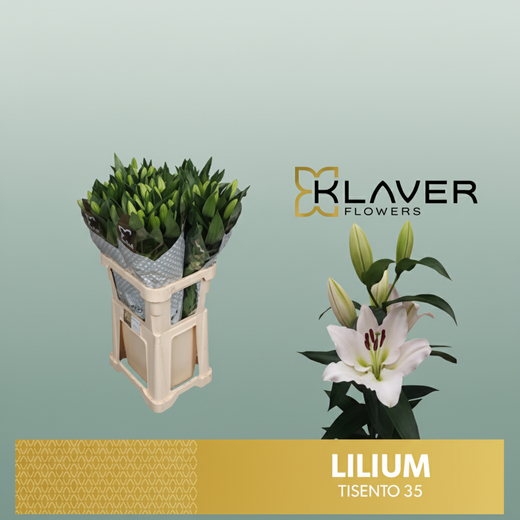 Lily - Lilium - Tisento