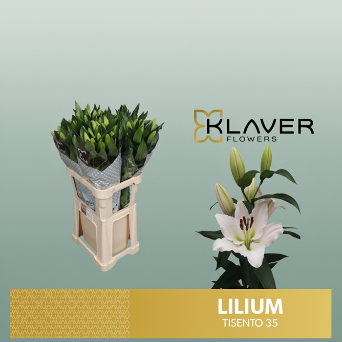 Lily - Lilium - Tisento