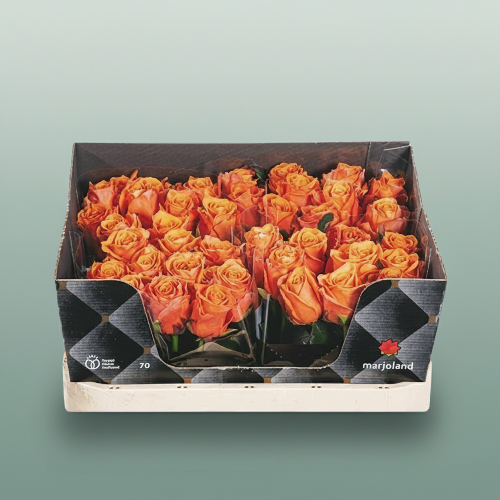 Rose - Rosa - Novi