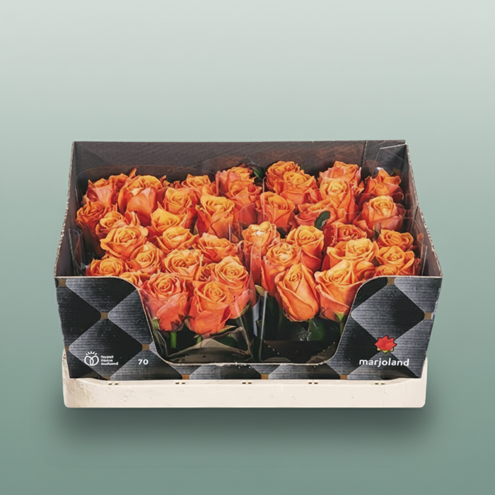 Rose - Rosa - Novi