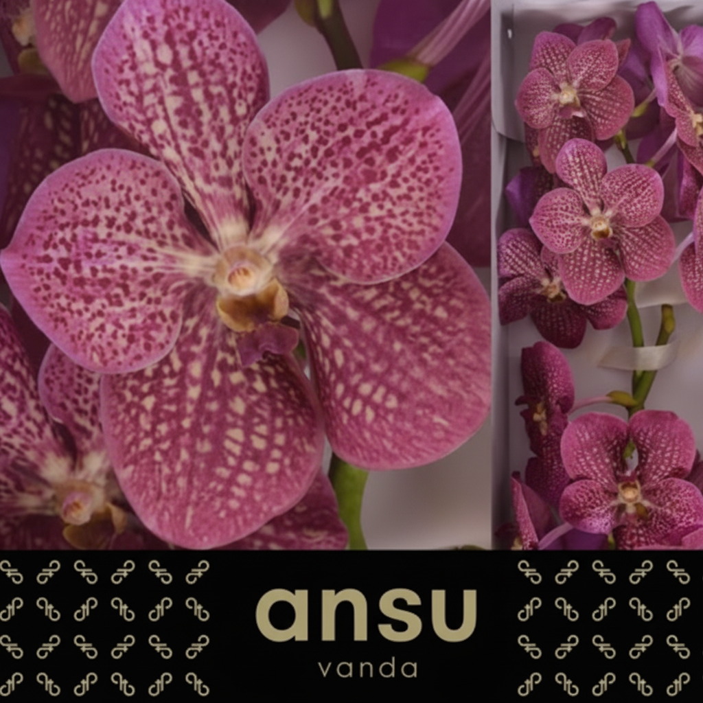 Orchid Vanda Ni Tropi Punch