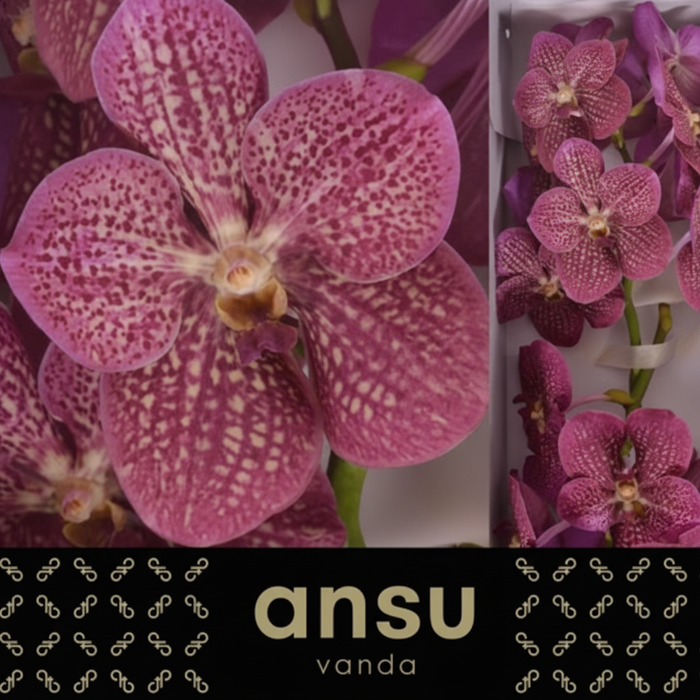 Vanda Orchid Nitaya Tropical Punch