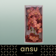 Vanda Orchid Sunanda Leopard Coral
