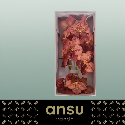 Orchid Vanda Su Leop Coral