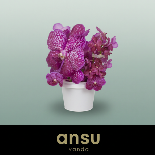 Orchid Vanda Su Mag Glitter