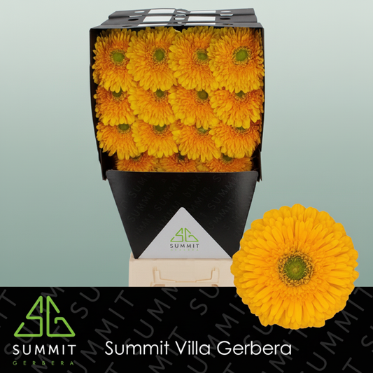 Gerbera Honey Ball