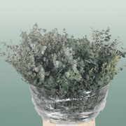 Eucalyptus - Eucalyptus - gunnii