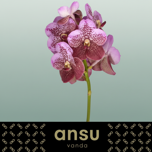 Orchid Vanda Di Pink Mahoga