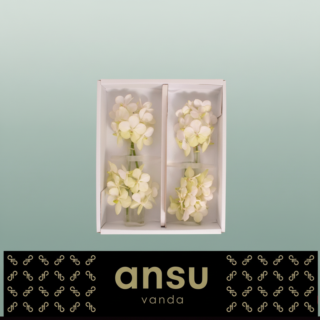 Orchid Vanda Tayanee White