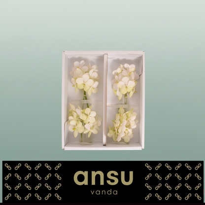 White Vanda Orchid Cut Stem – 20cm