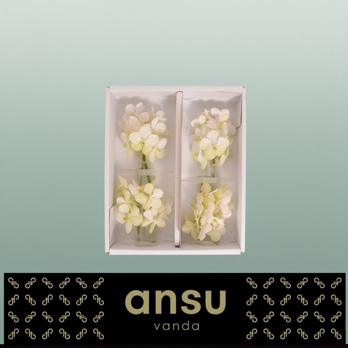 White Vanda Orchid Cut Stem – 20cm