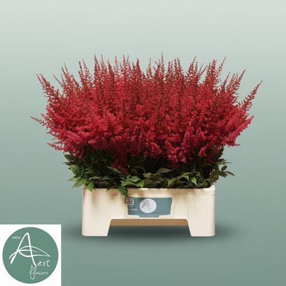 Astilbe Paul Gäarder
