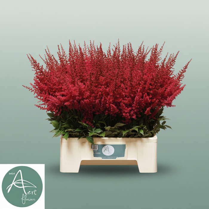 Astilbe Paul Gäarder