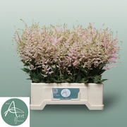 Astilbe Europa