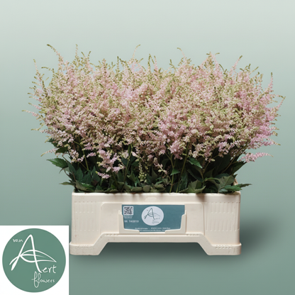 Pink Astilbe ‘Europa’ – 60cm Stems