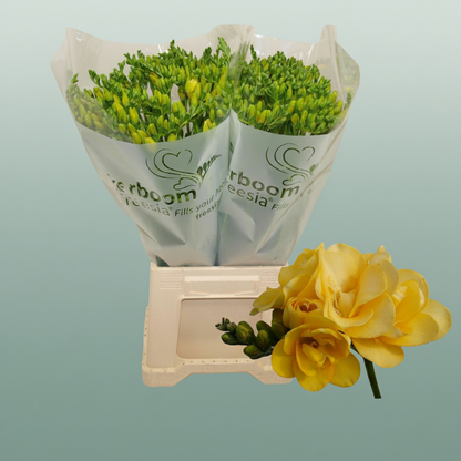 Freesia - Freesia - Marseille