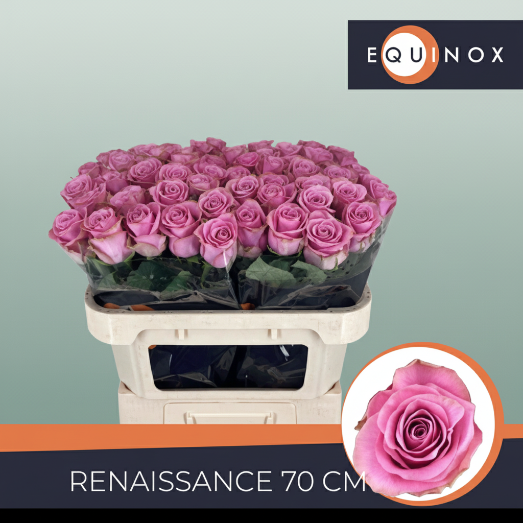 Rose Renaissance