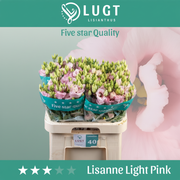 Lisianthus Lisanne Light Pink