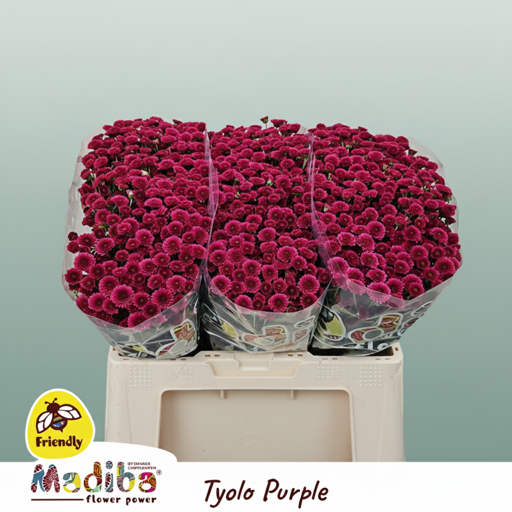 Chrysanthemum Santini Mad Tyolo Purple