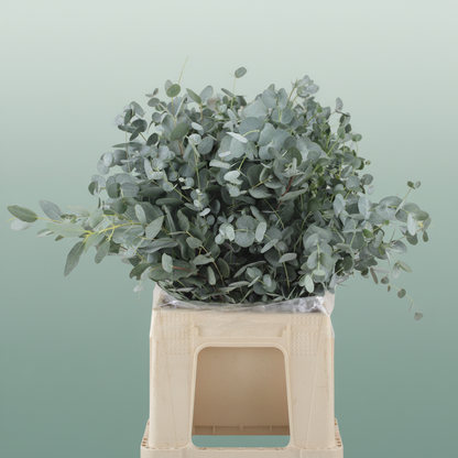 Eucalyptus Gunni