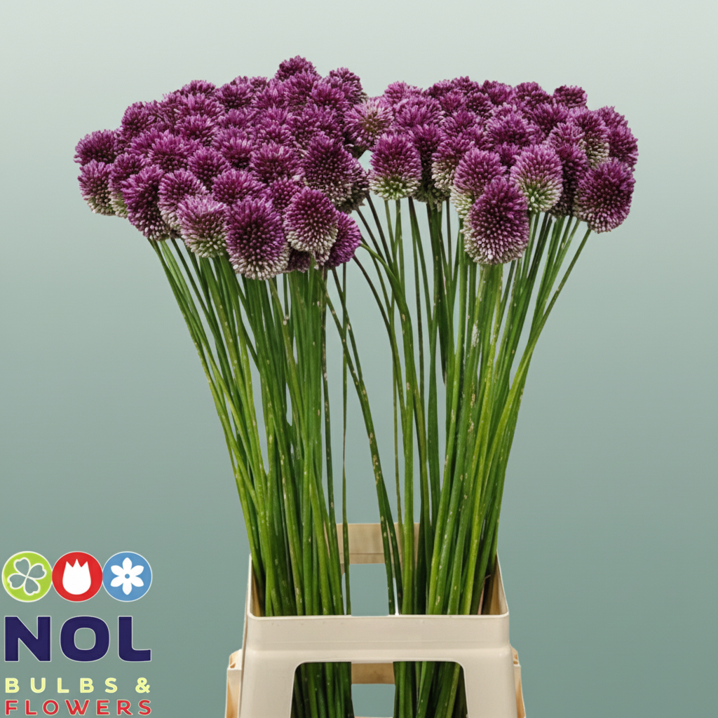 Allium Sphaerocephal