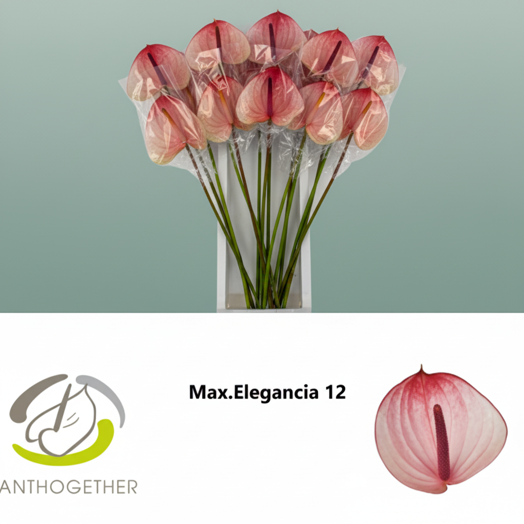 Anthurium Max Elegan
