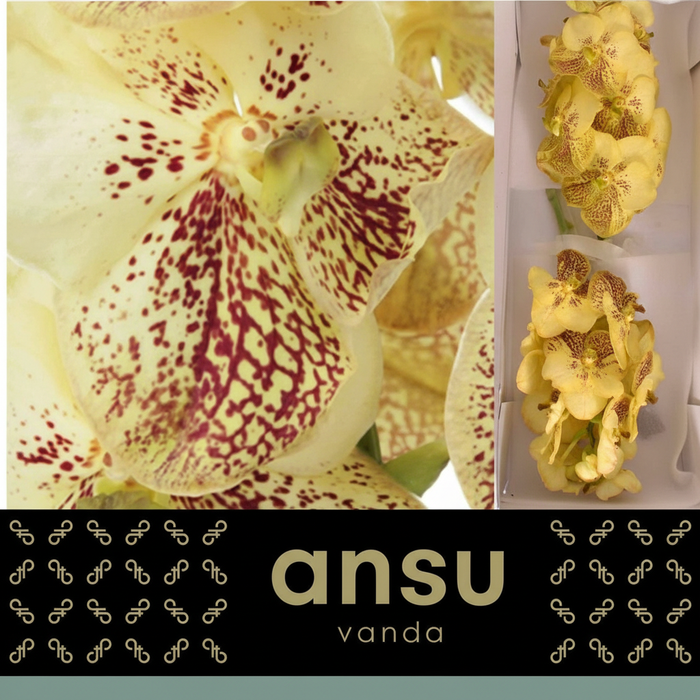 Vanda Orchid Sunanda Yellow Henna
