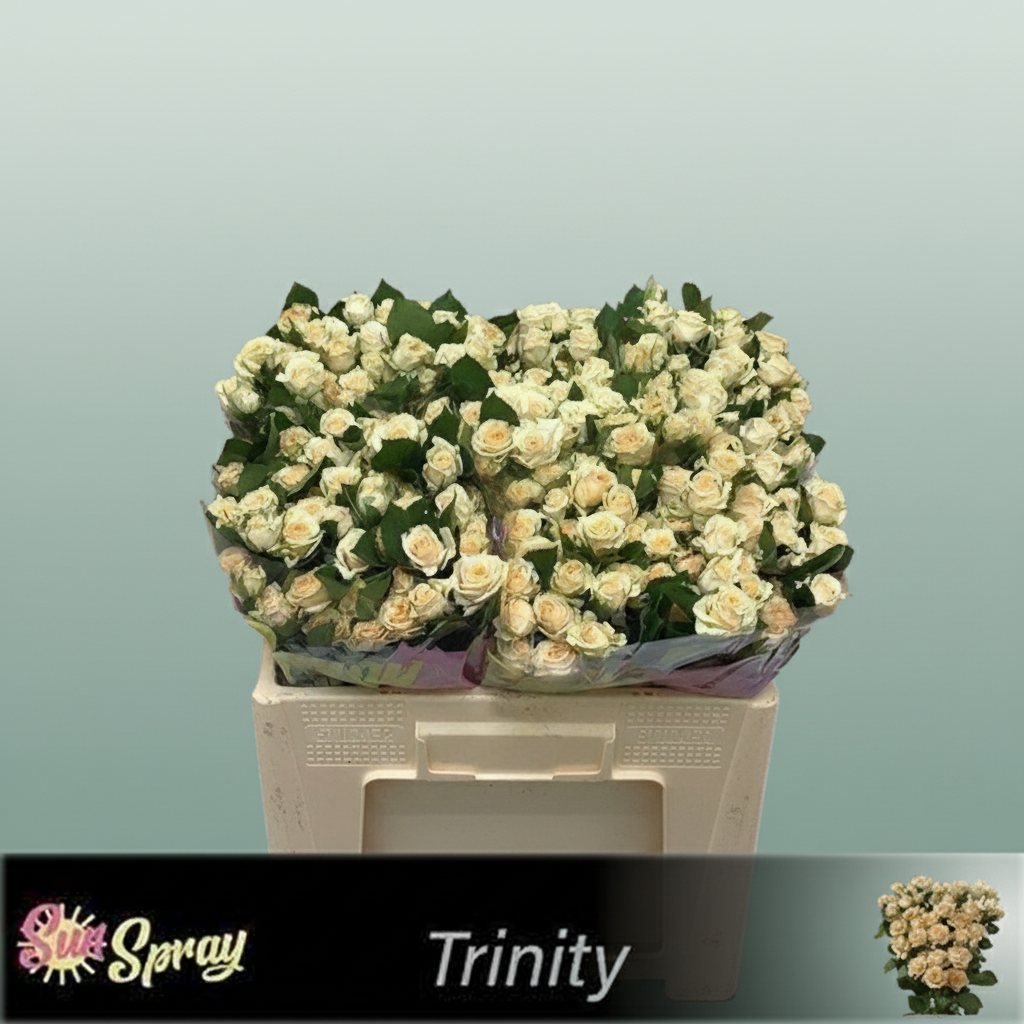 Spray Rose Trinity