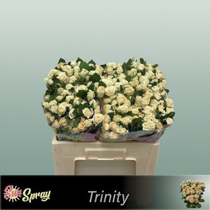 Spray Rose Trinity