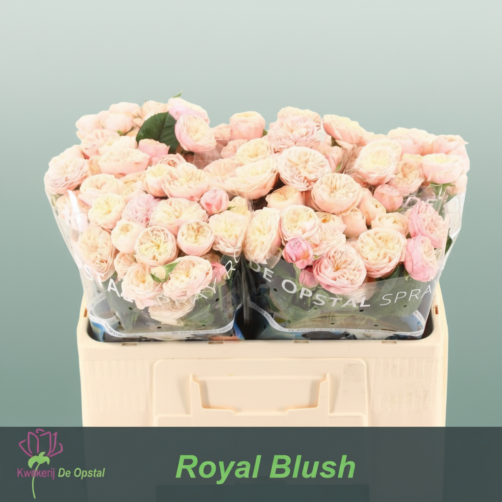 Spray Rose Royal Blush