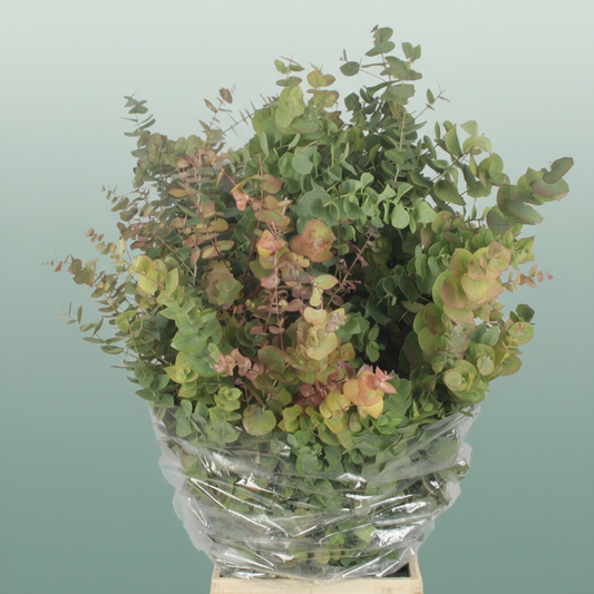 Eucalyptus Stuartiana